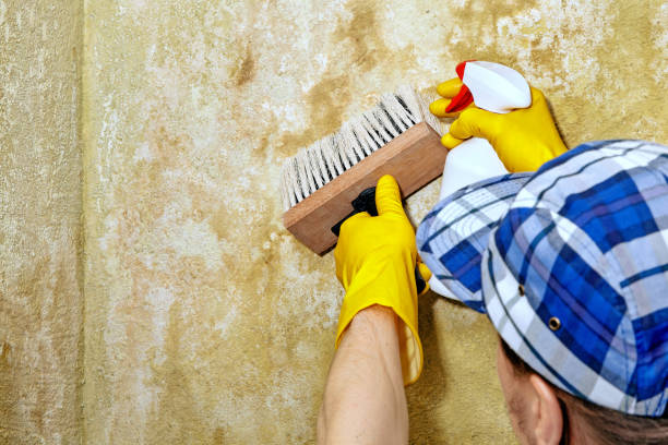 Best Asbestos and Lead Testing During Mold Inspection  in Saylorville, IA
