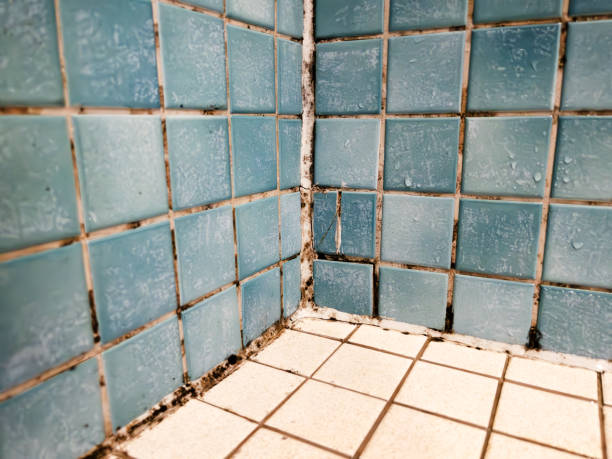 Best Biohazard Mold Removal  in Saylorville, IA